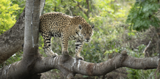Photo: Flickr / Kandukuru Nagarjun